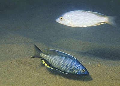 Mchenga cyclicos 'Msuli Point'